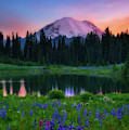 Wildflower Glory