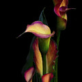 The Calla Lilies