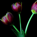 The Three Tulips