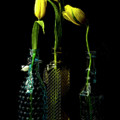 The Yellow Ones