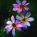 Three Daises
